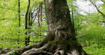 Was sind Baum-Energien?
